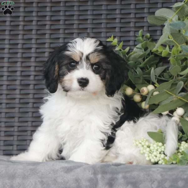 Angie, Cavachon Puppy